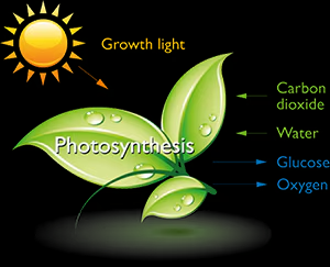 light image